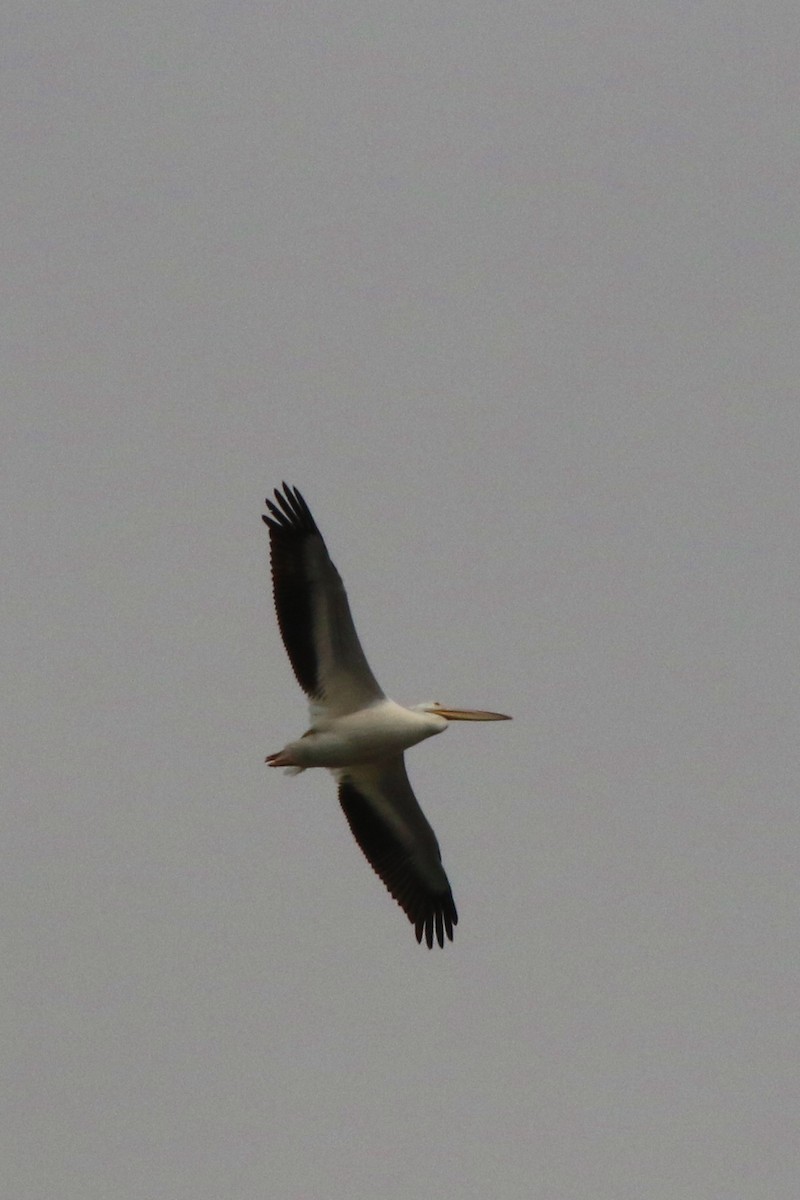 American White Pelican - Don Brode