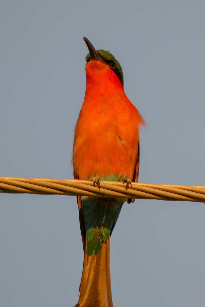 Southern Carmine Bee-eater - Alison Bentley