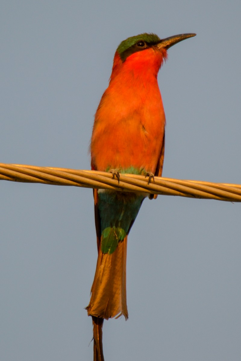 Southern Carmine Bee-eater - Alison Bentley