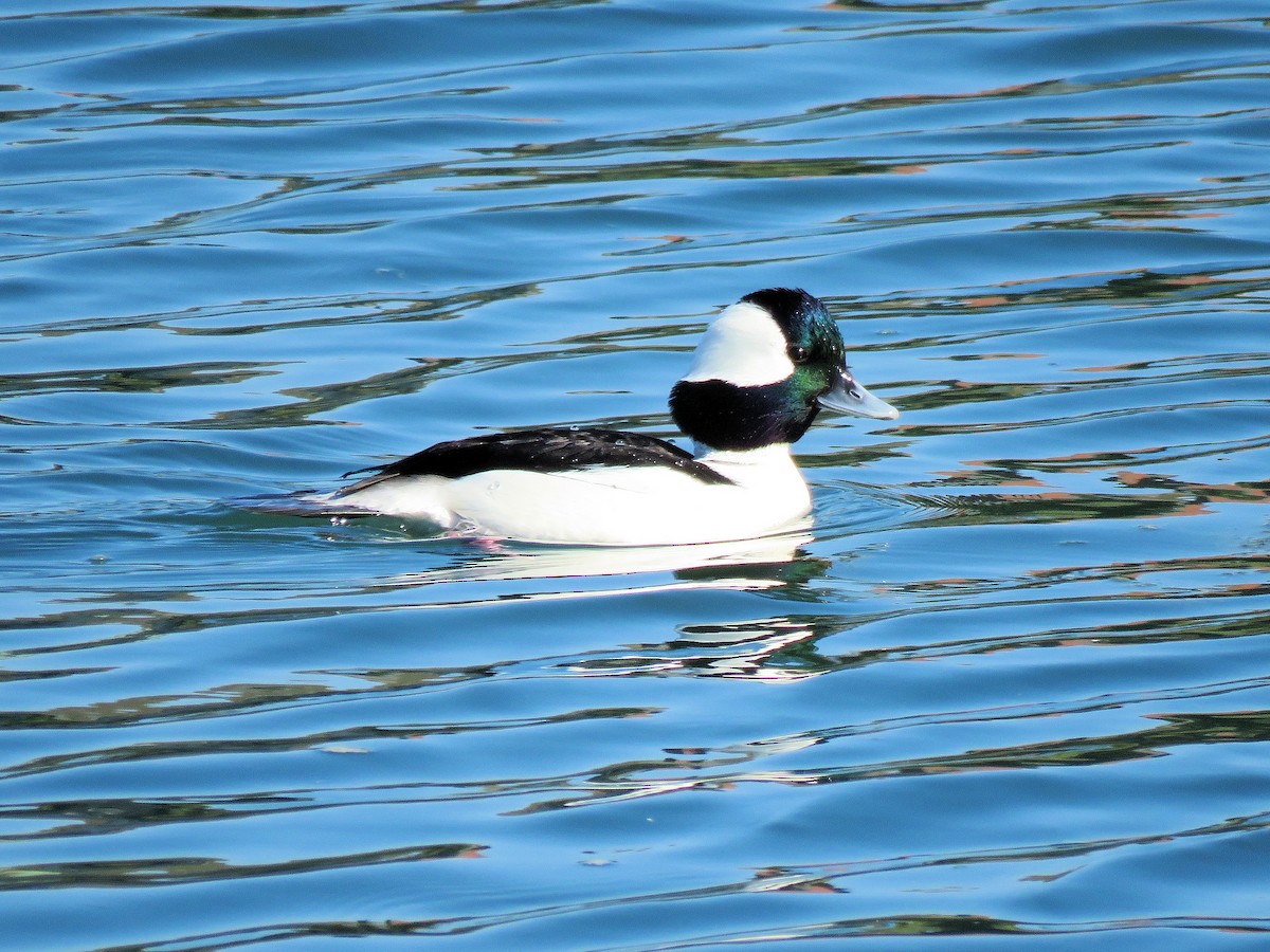 Bufflehead - Dean Newhouse