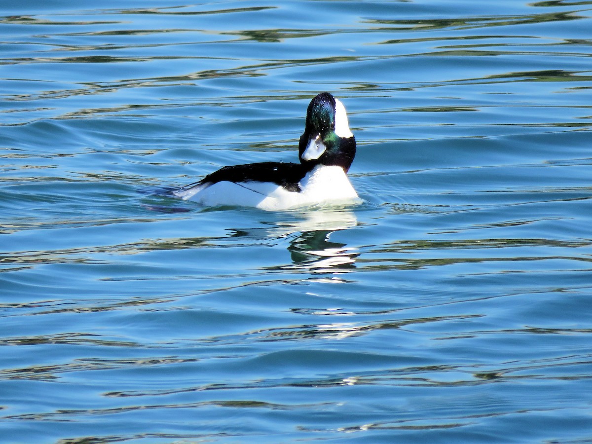 Bufflehead - Dean Newhouse