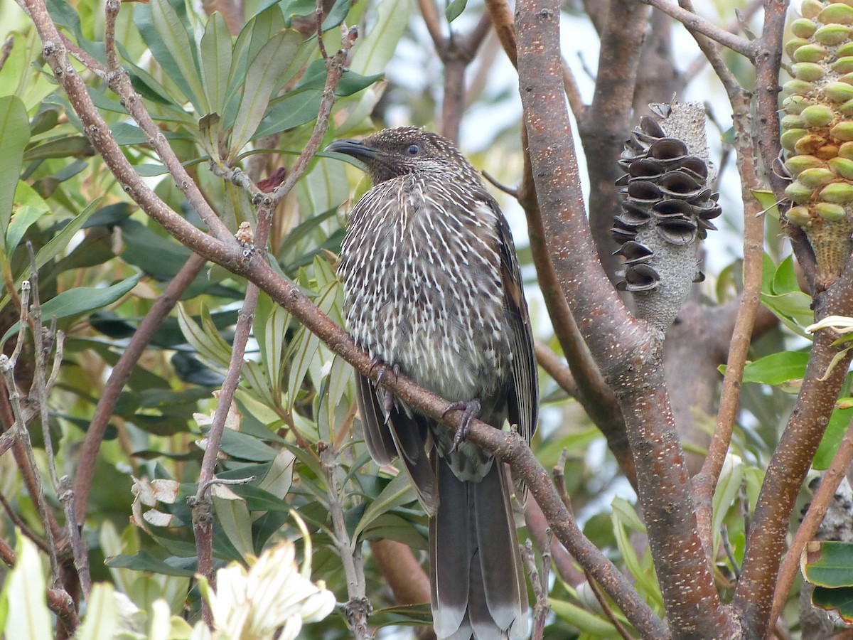 Little Wattlebird - ML20805071