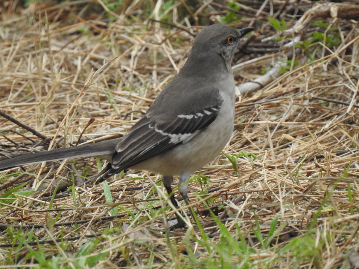 Northern Mockingbird - ML208051111