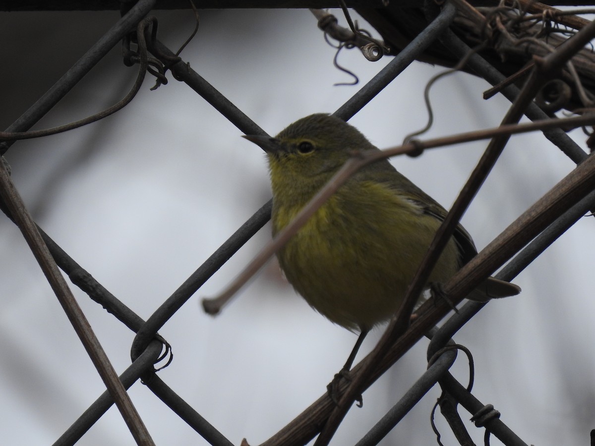 Pine Warbler - ML208051911