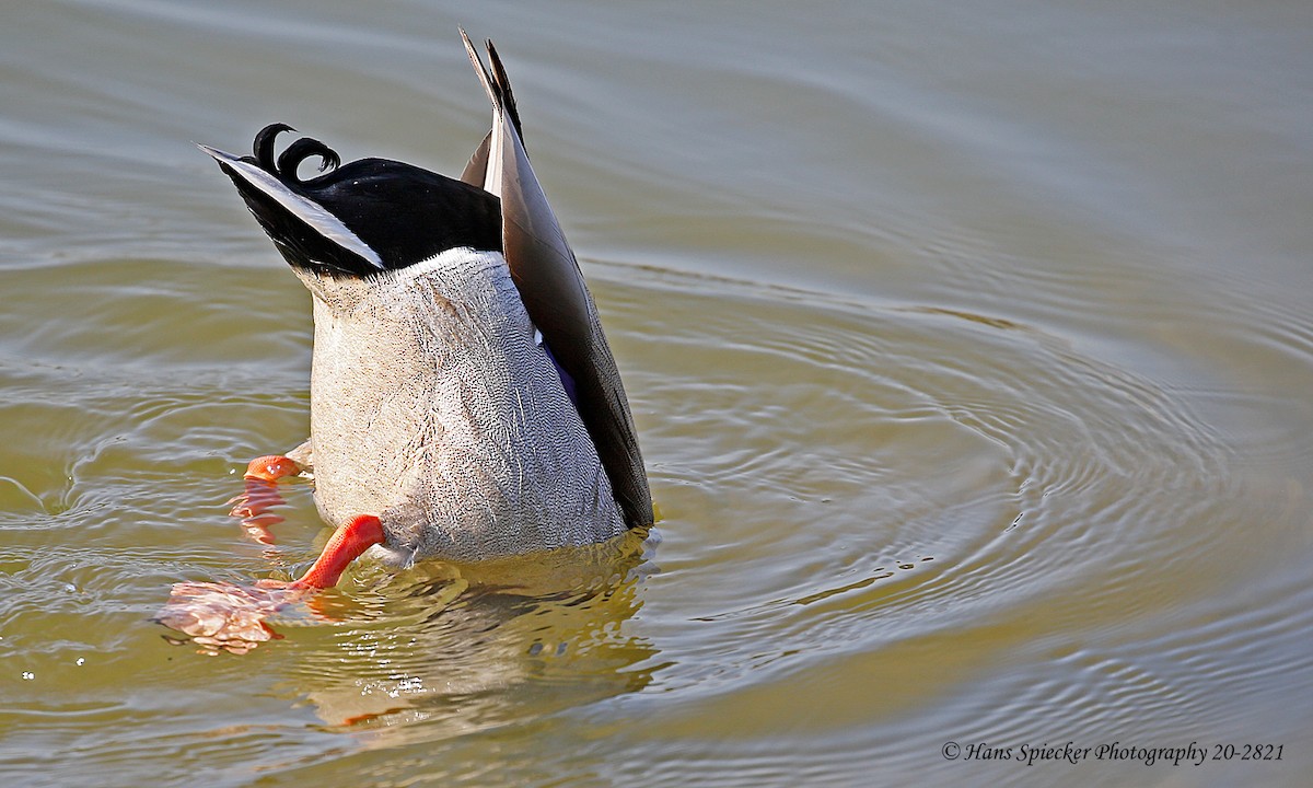 Mallard - Hans Spiecker