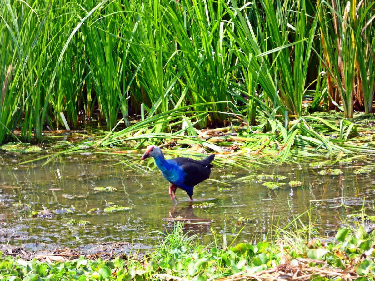 Gray-headed Swamphen - ML208053281