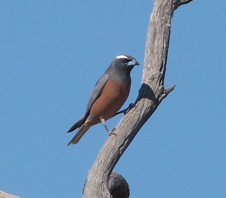 White-browed Woodswallow - Katherine Clark