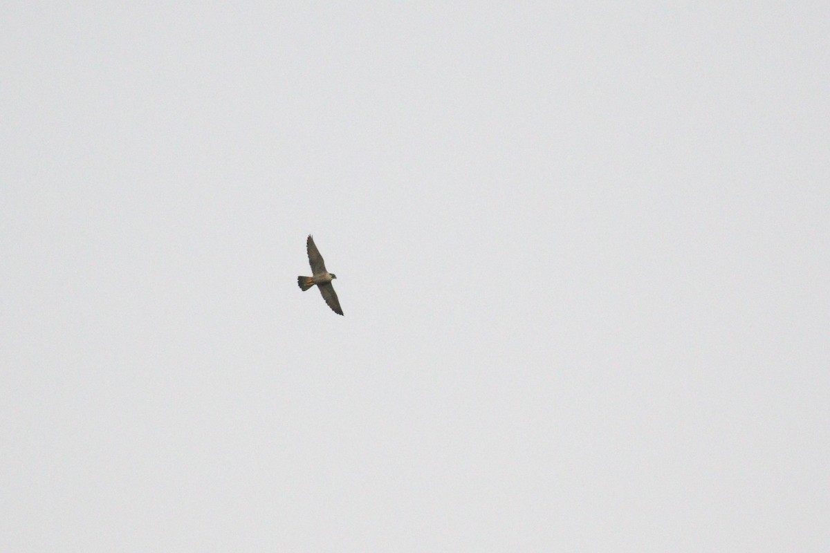 Peregrine Falcon - ML208053461