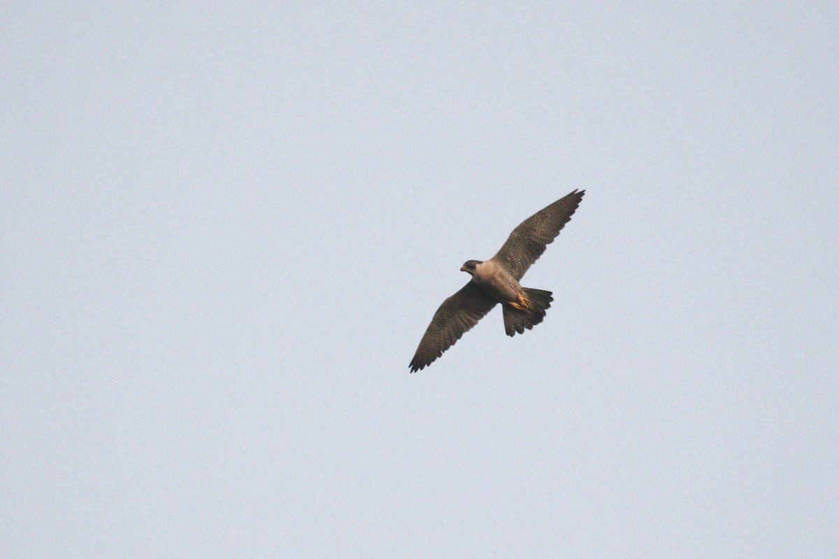 Peregrine Falcon - Alex Lamoreaux