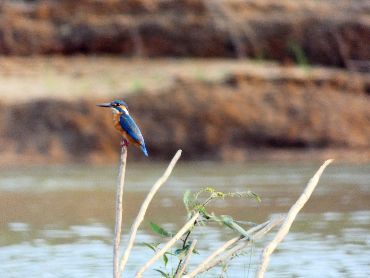 Common Kingfisher - Pauline Binetruy