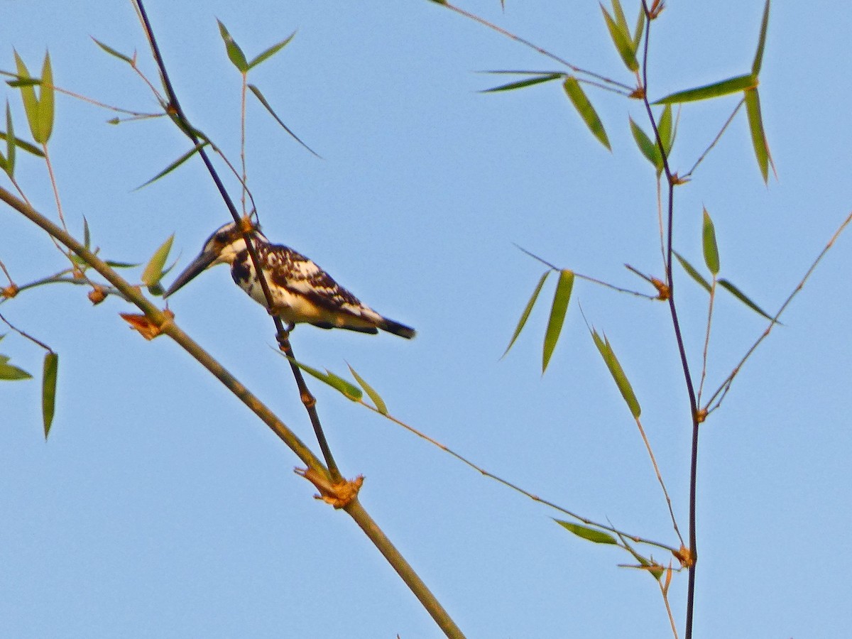 Pied Kingfisher - ML208055161