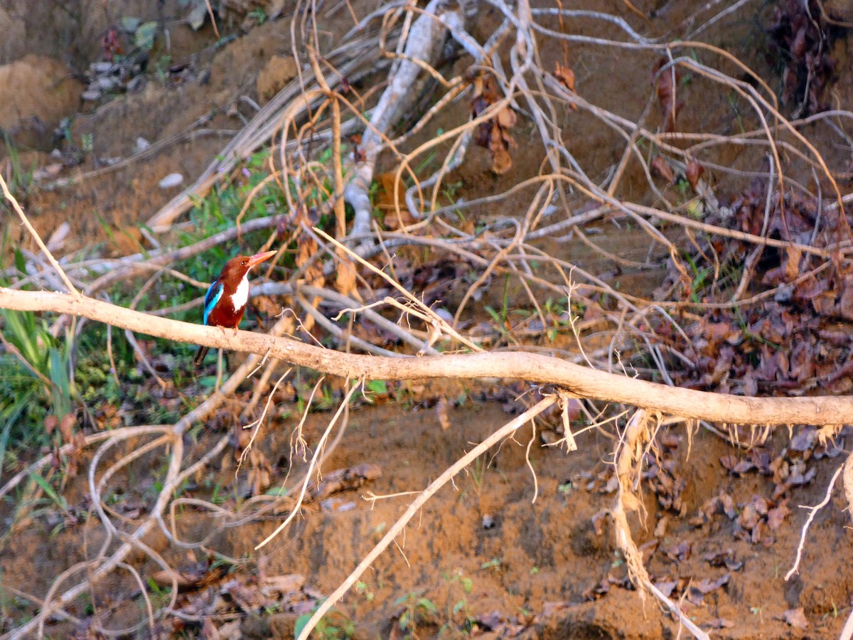 White-throated Kingfisher - Pauline Binetruy