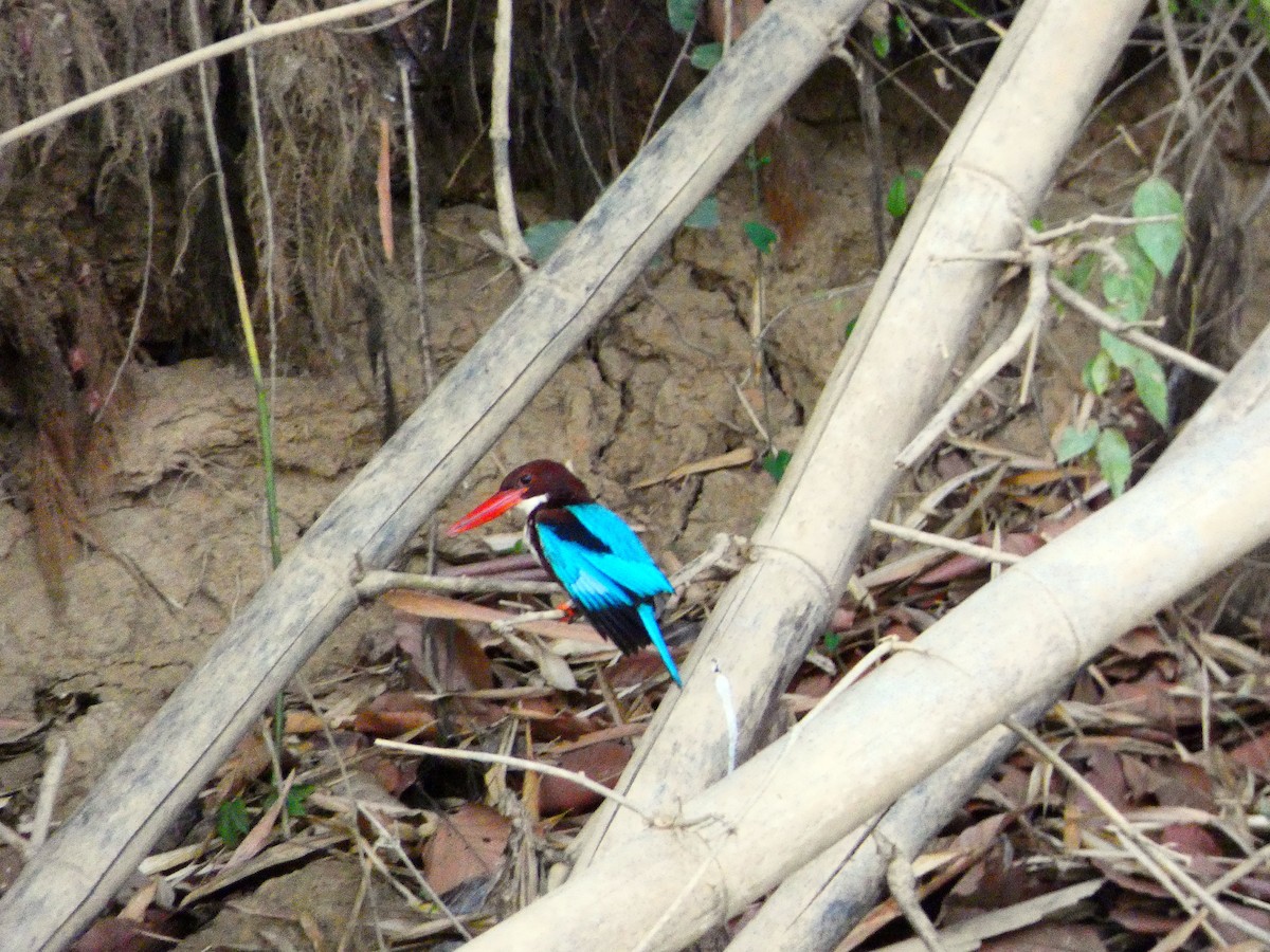 White-throated Kingfisher - Pauline Binetruy