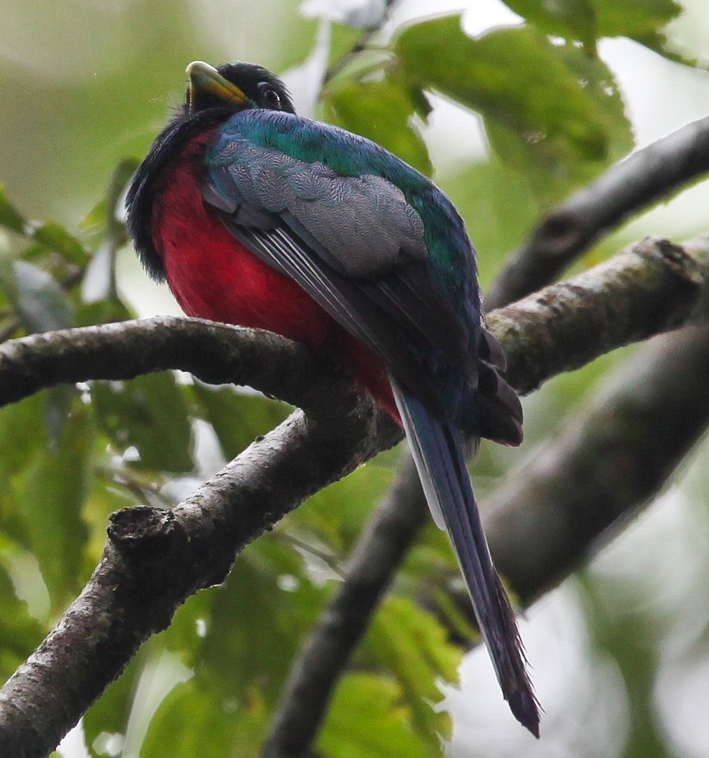 trogon africký - ML208056481