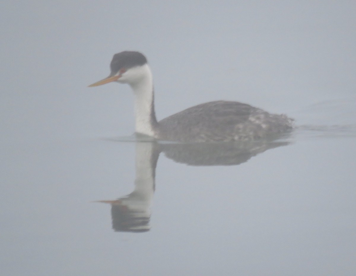 Clark's Grebe - ML208058111