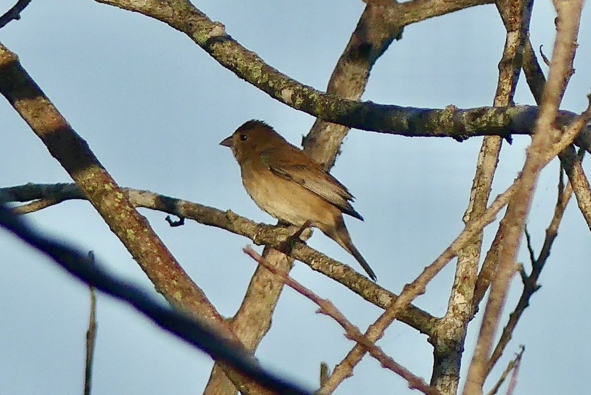Indigo Bunting - Laura Blutstein