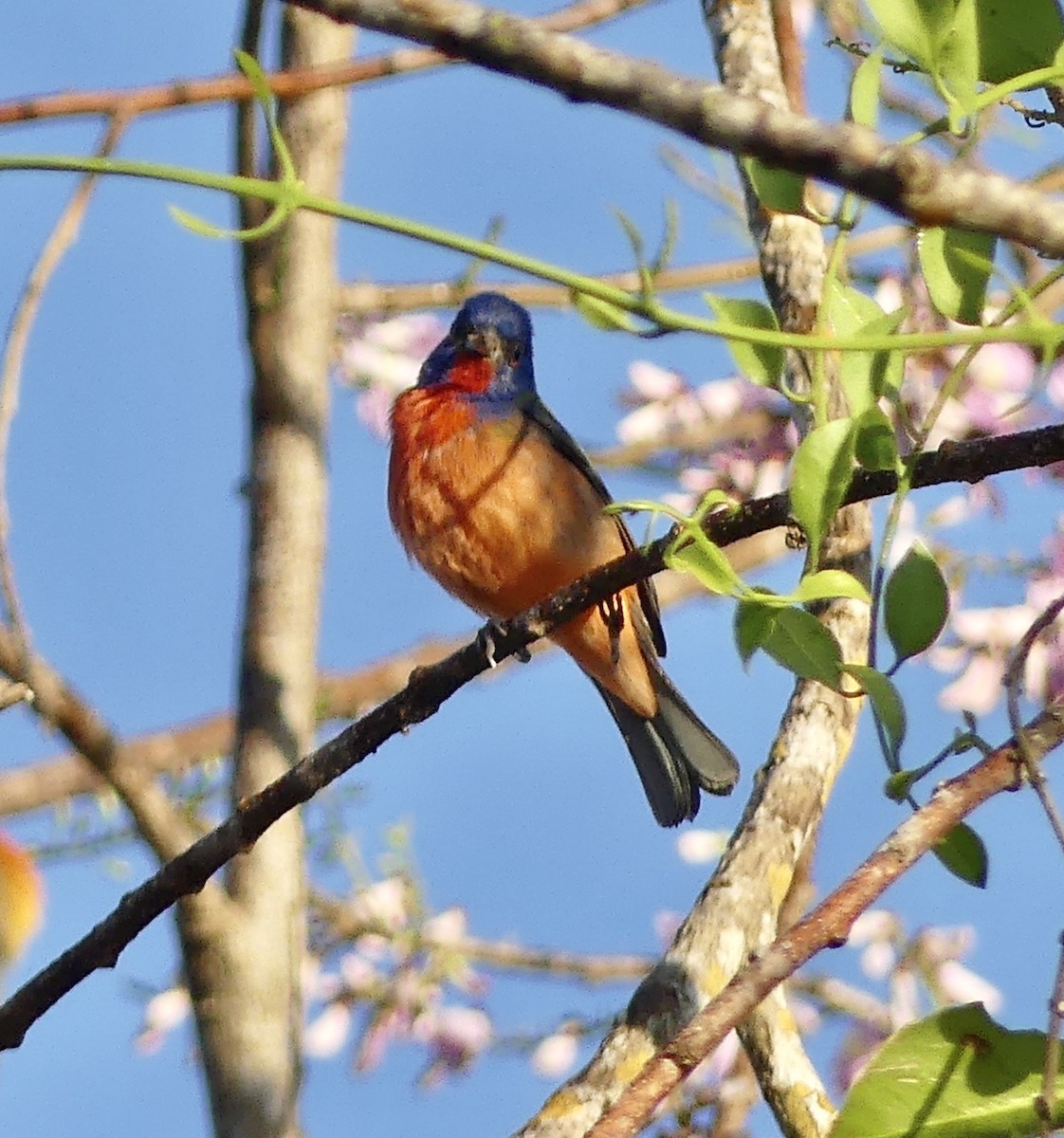 Painted Bunting - Laura Blutstein