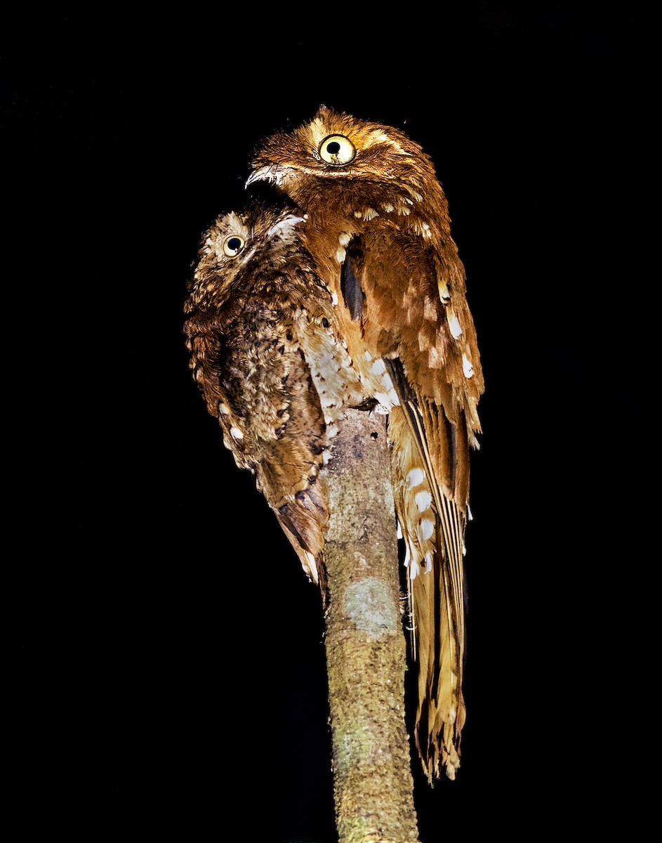 Rufous Potoo - Ciro Albano / Brazil Birding Experts