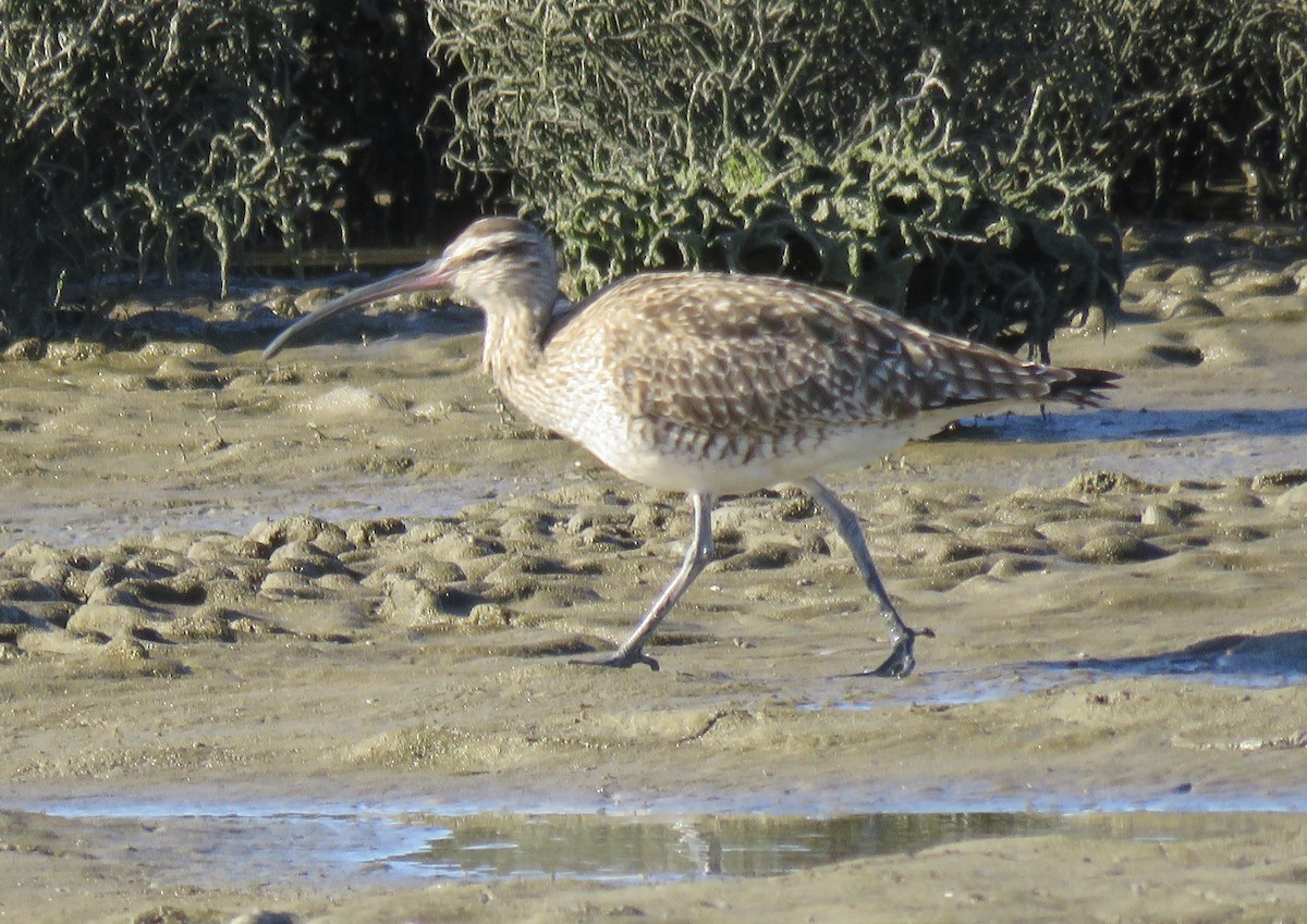 Whimbrel - ML208059091