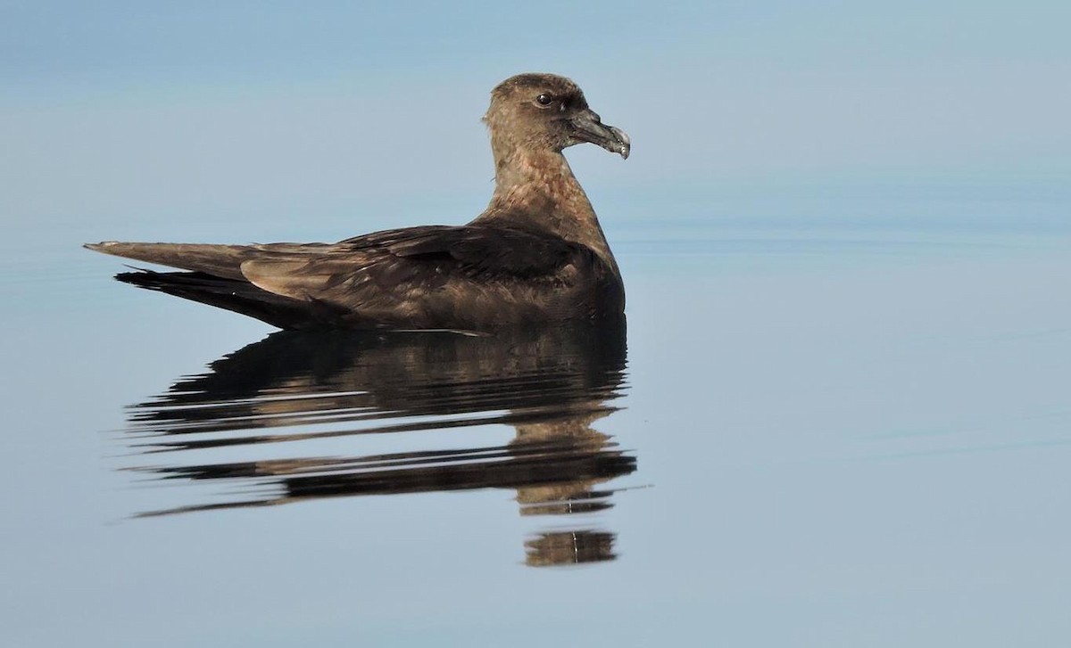 Jouanin's Petrel - Robert Tovey