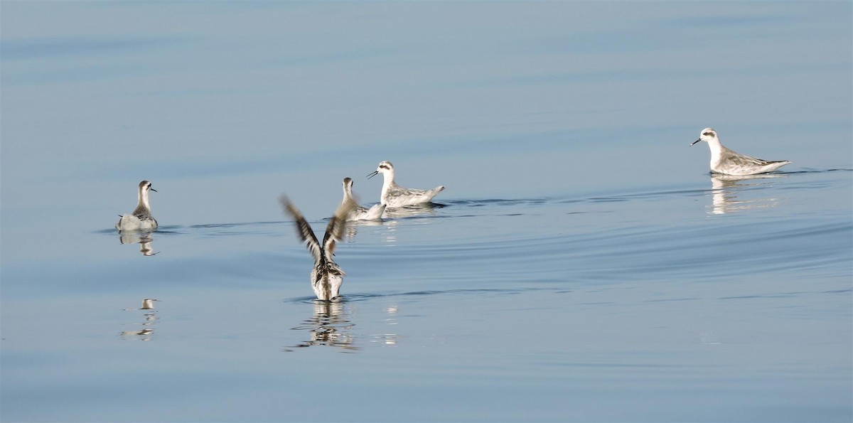 Red-necked Phalarope - Robert Tovey