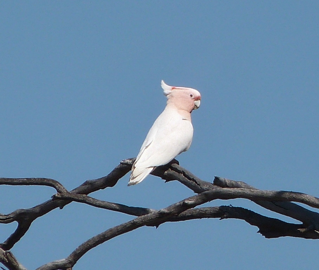 Pembe Kakadu - ML20806201