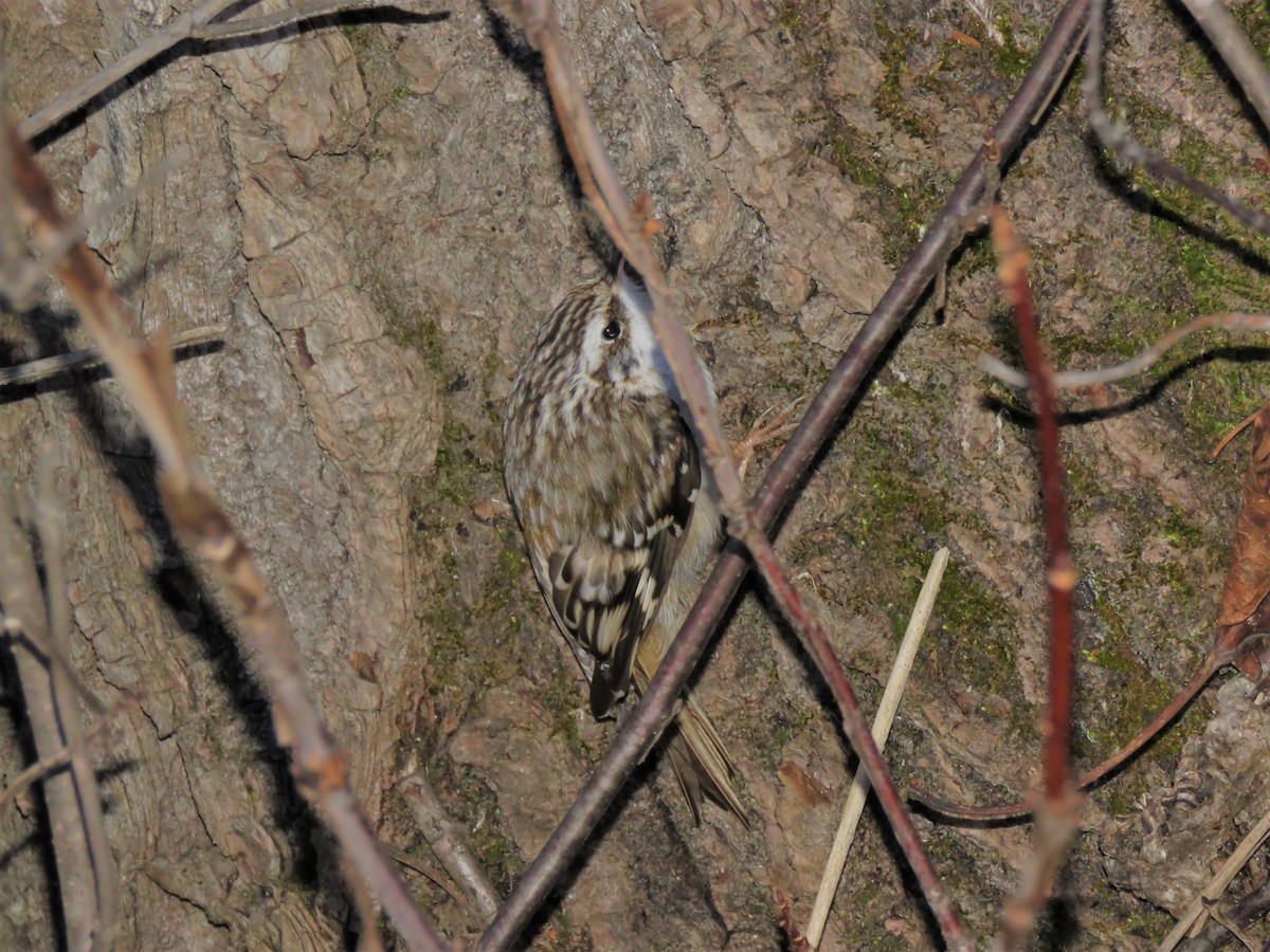 Brown Creeper - ML208062211