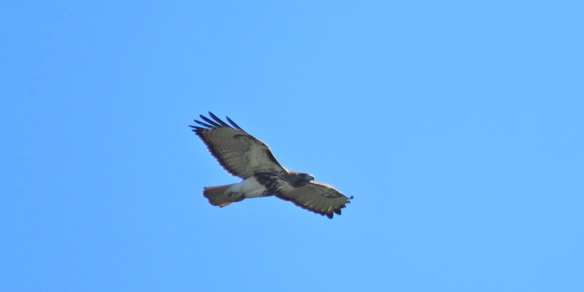 Red-tailed Hawk - ML208062681