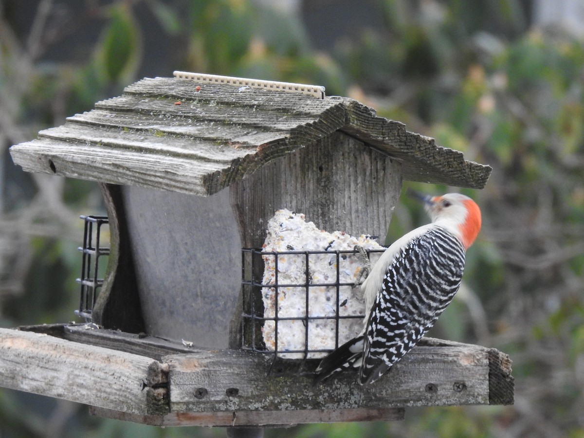 Red-bellied Woodpecker - Dianne Bantle