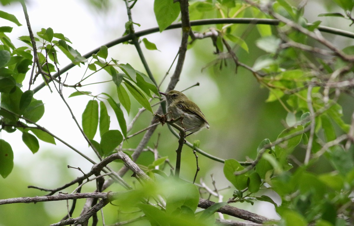 Hangnest Tody-Tyrant - ML208064311