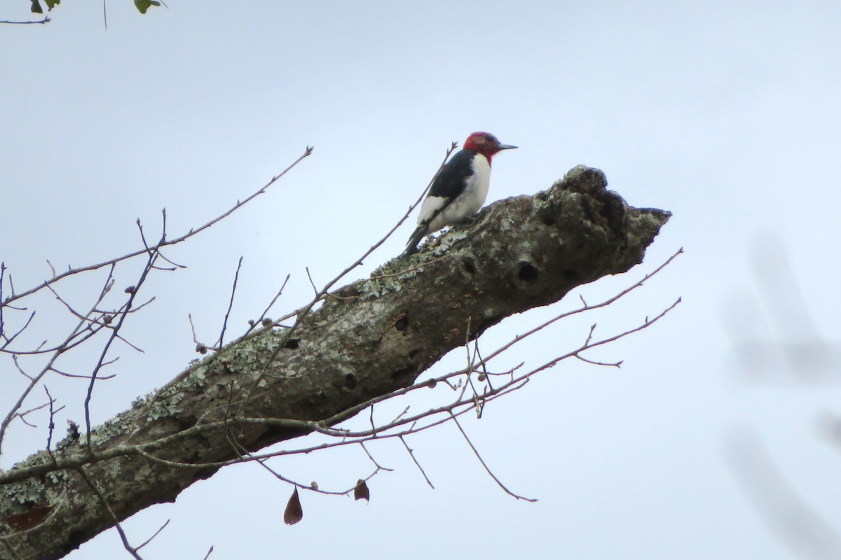 Red-headed Woodpecker - ML208064531