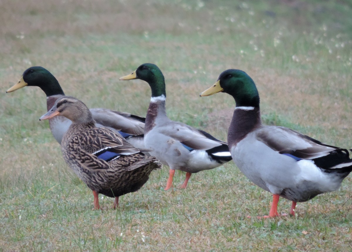 Mallard (Domestic type) - ML208066791