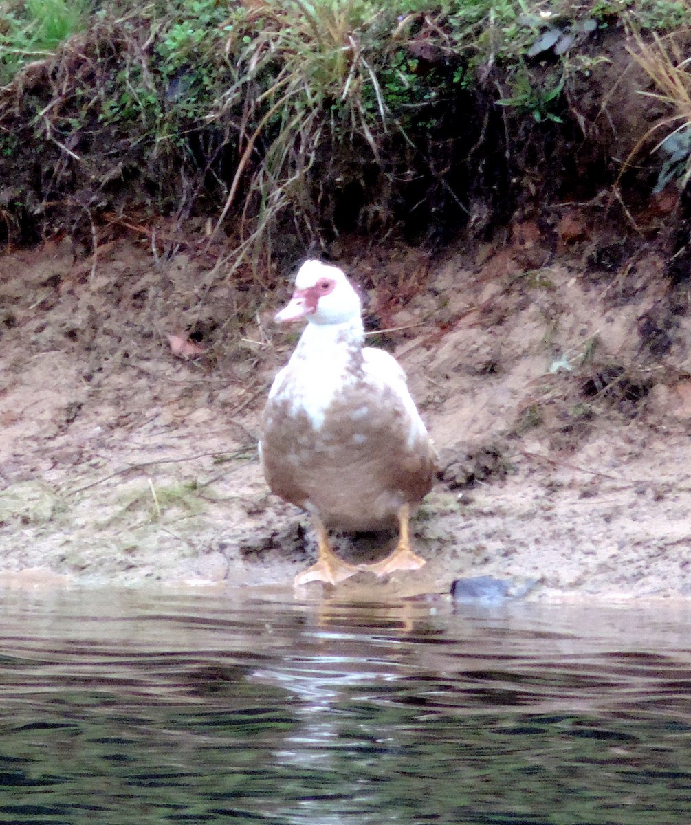 Muscovy Duck (Domestic type) - ML208067081