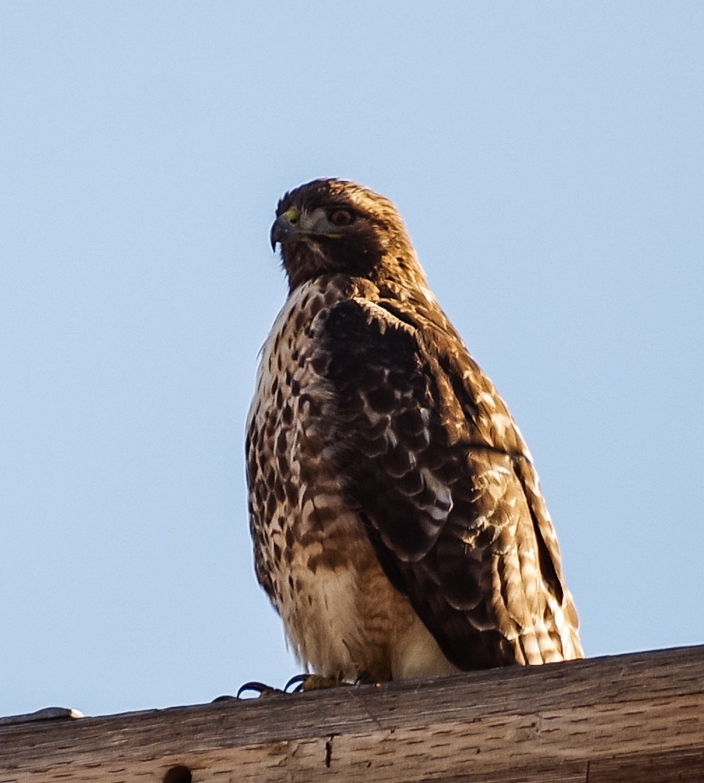Red-tailed Hawk - ML208067981