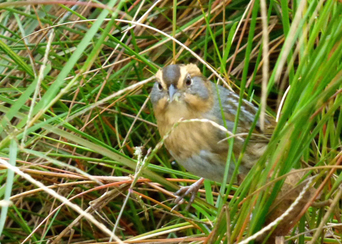 Nelson's Sparrow (Interior) - Laurie Koepke