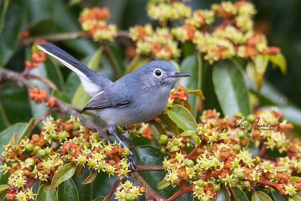 Blue-gray Gnatcatcher (Cozumel) - ML208069471