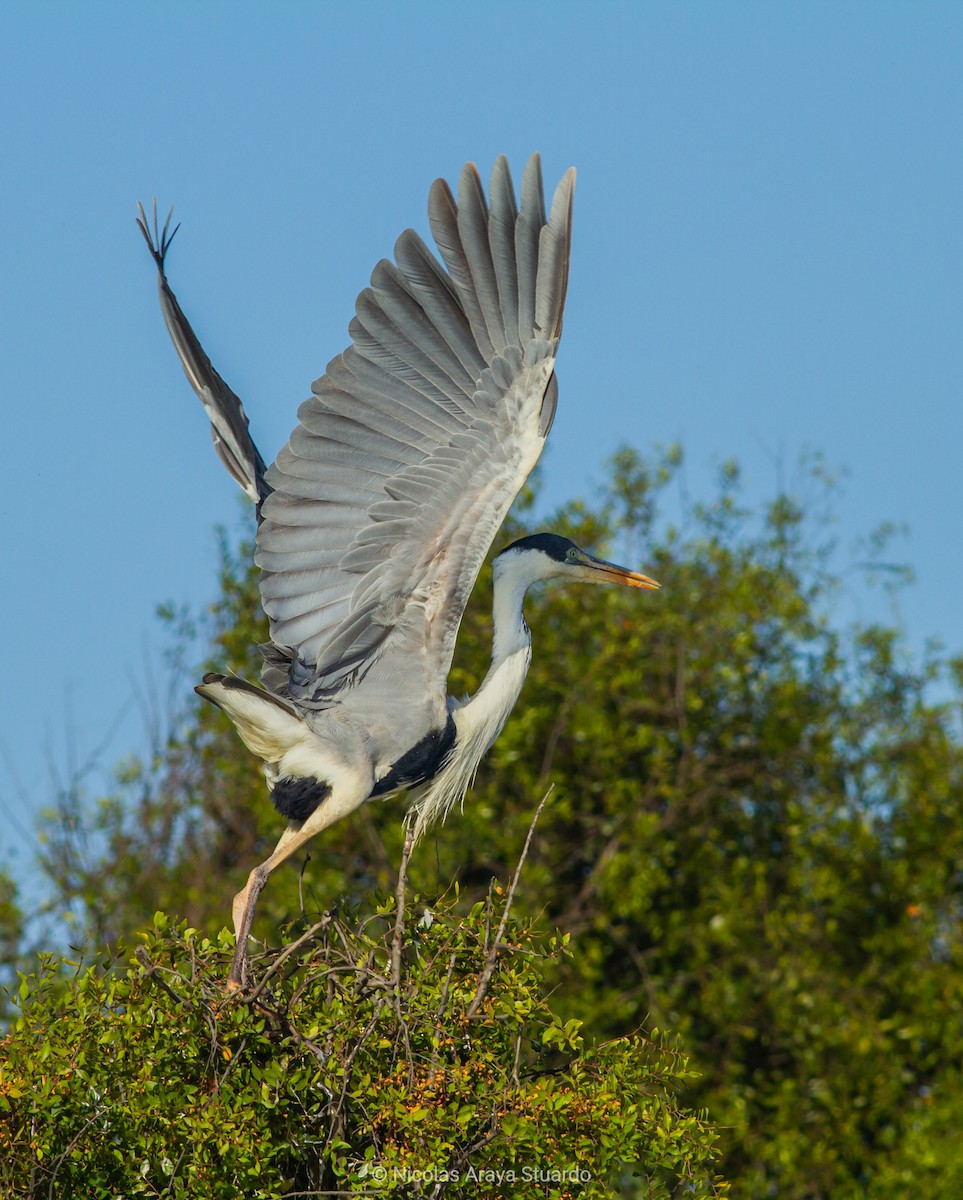 Cocoi Heron - Nicolas Araya Stuardo