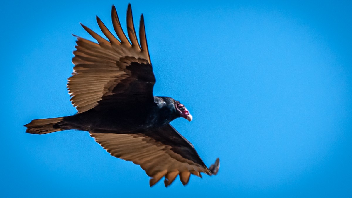 Turkey Vulture - ML208070631