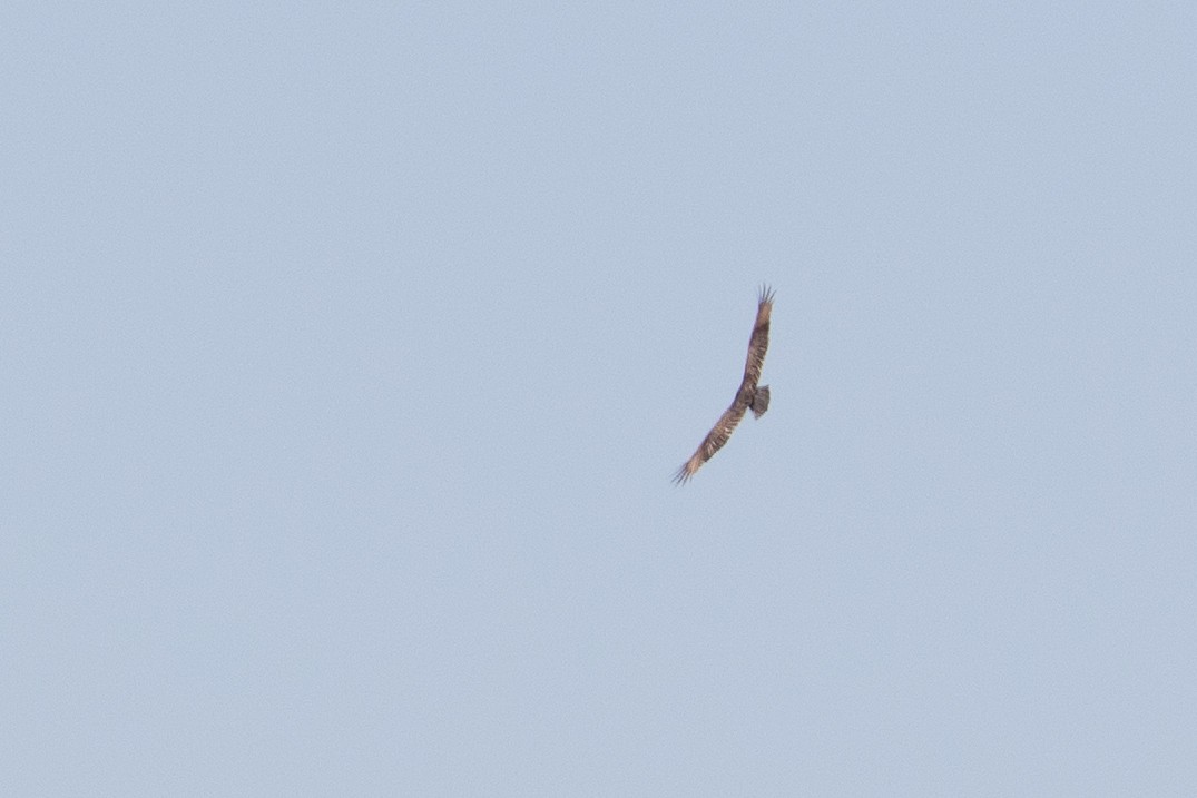 Turkey Vulture - ML208074261