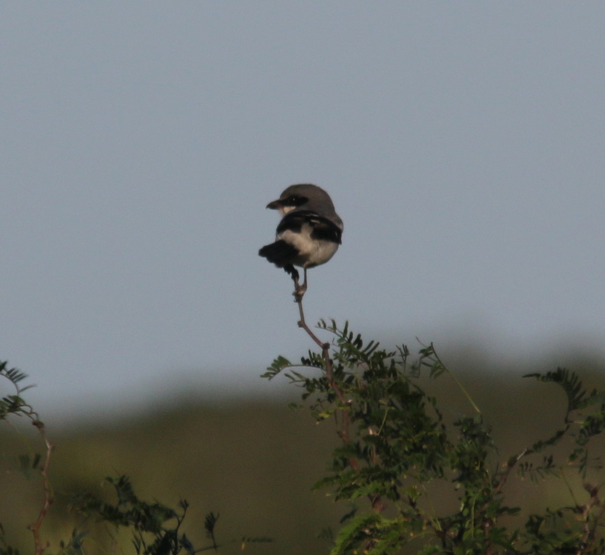 Loggerhead Shrike - Dan Fox