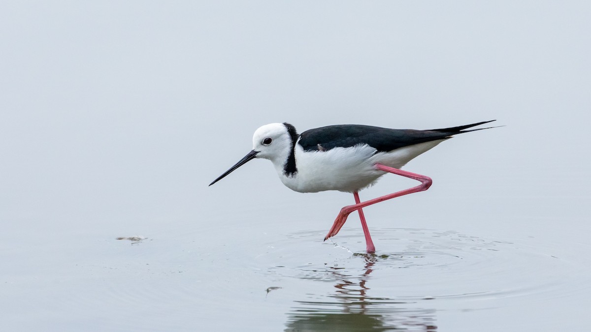 Pied Stilt - Louis Bevier