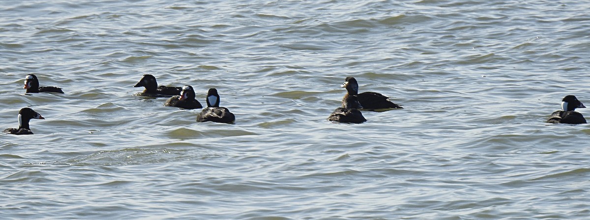 Surf Scoter - ML208075981