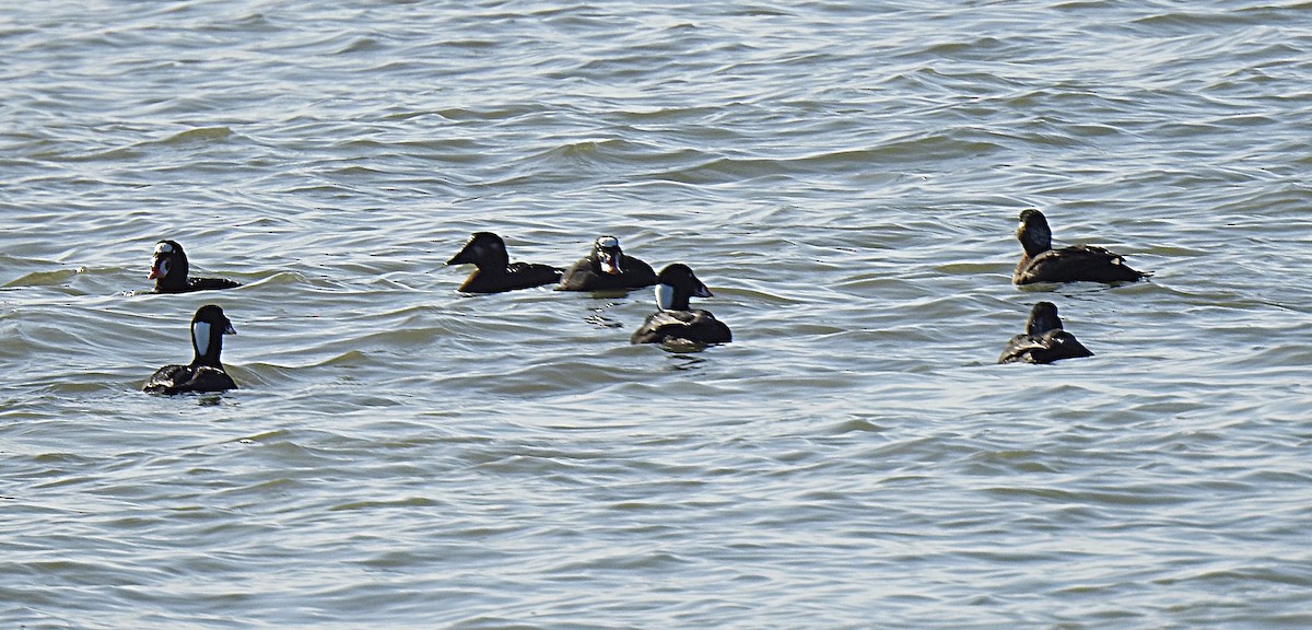 Surf Scoter - ML208075991