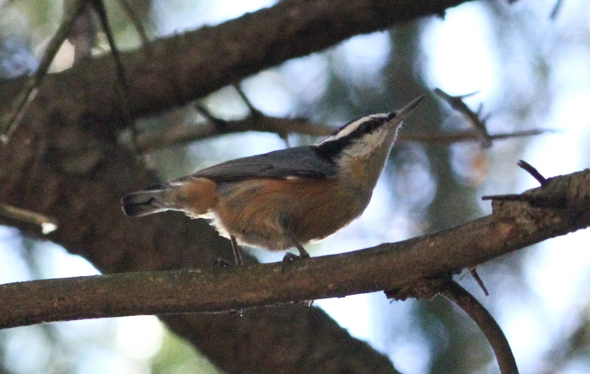 Red-breasted Nuthatch - ML20807721