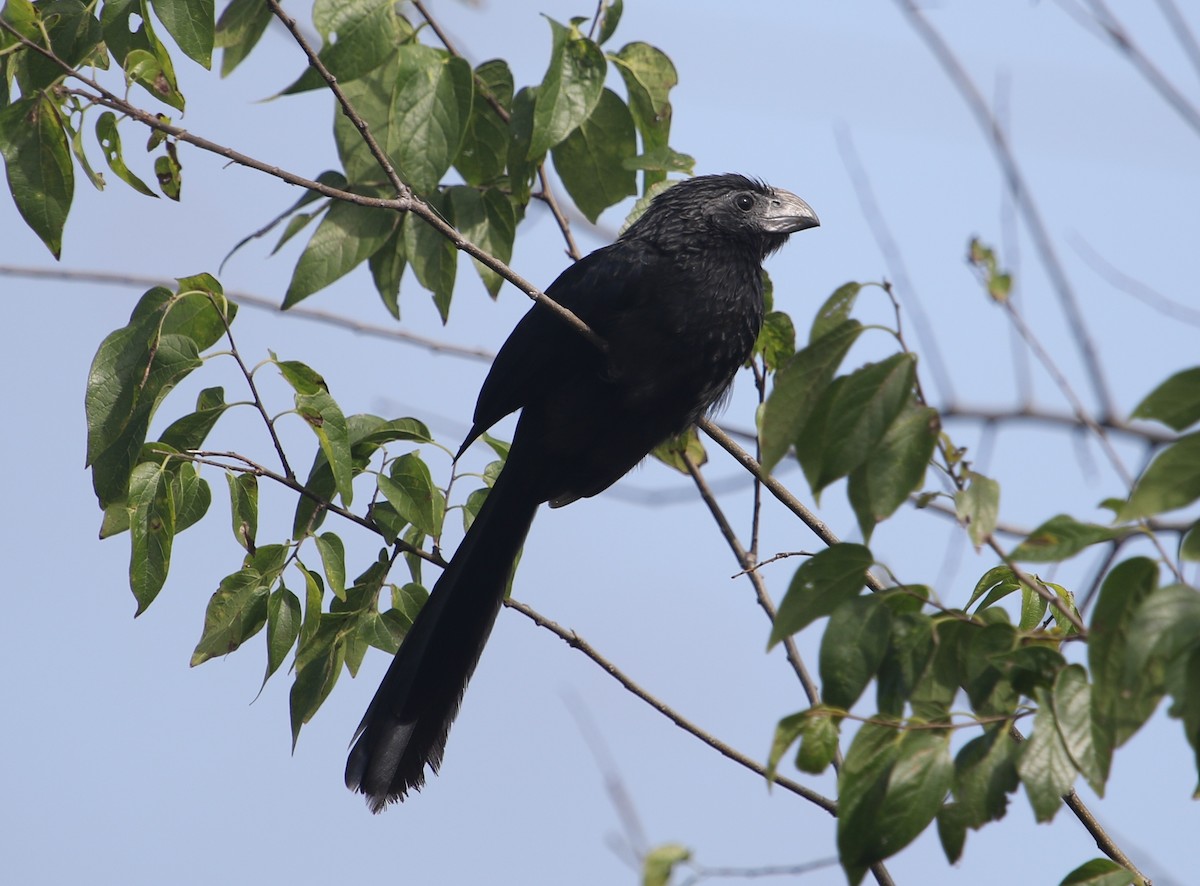 Groove-billed Ani - Dan O'Malley