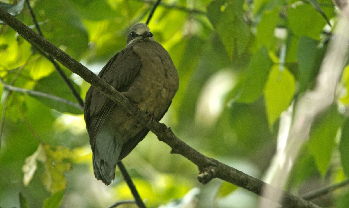 White-eared Brown-Dove - Roneil Canillas