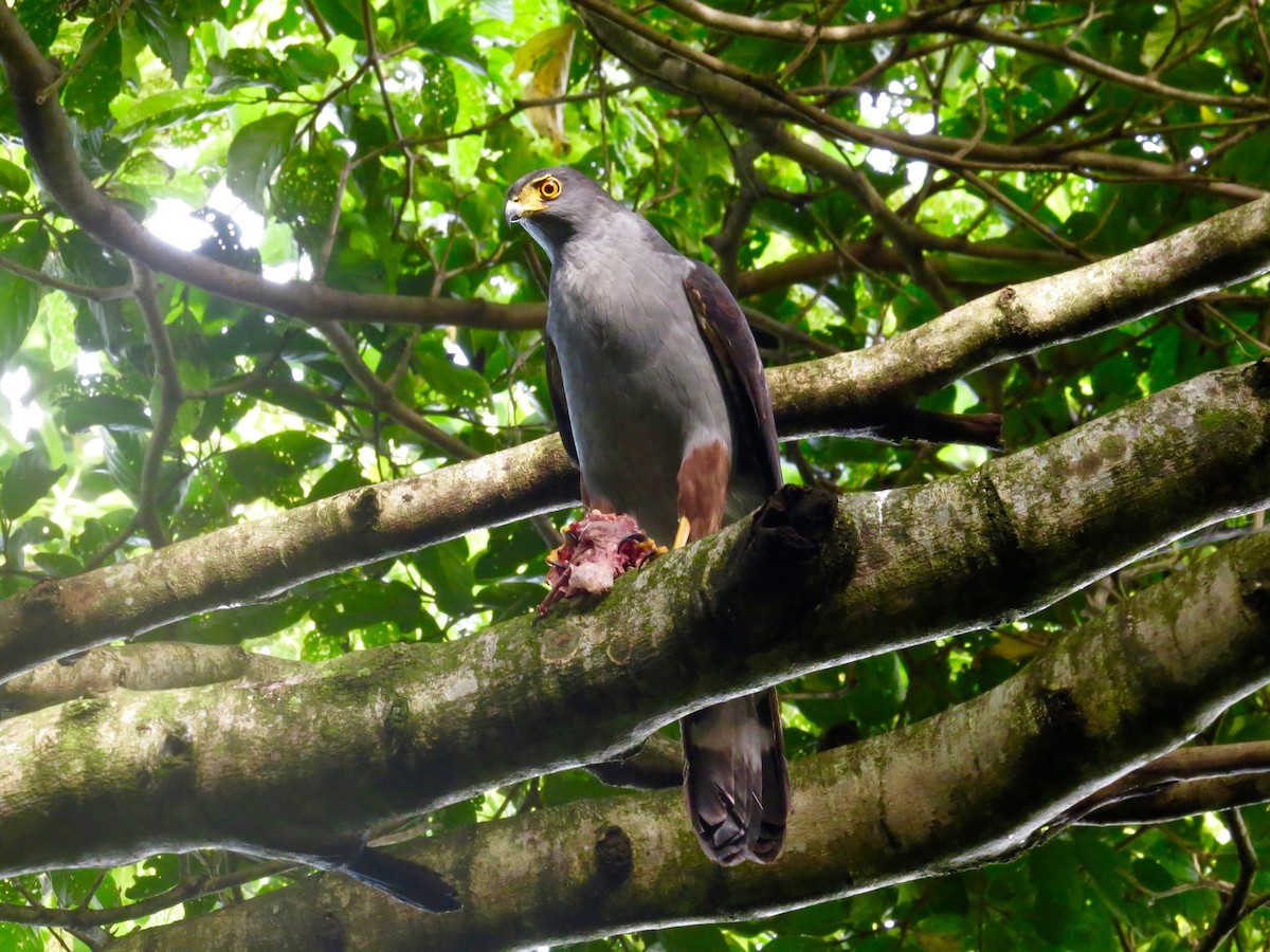 Bicolored Hawk - John van Dort