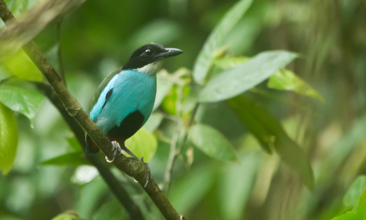 Azure-breasted Pitta - Roneil Canillas