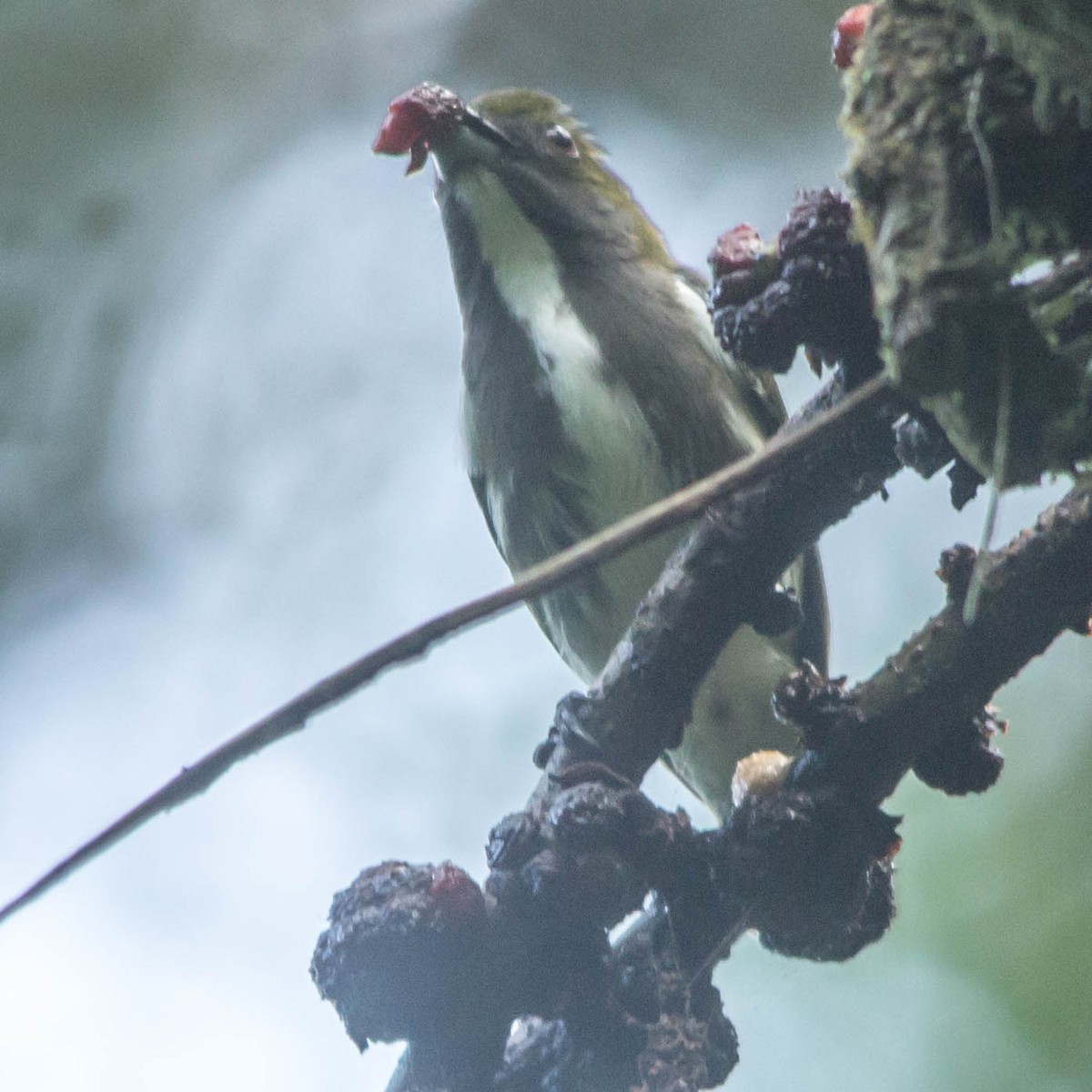Olive-backed Flowerpecker - Roneil Canillas
