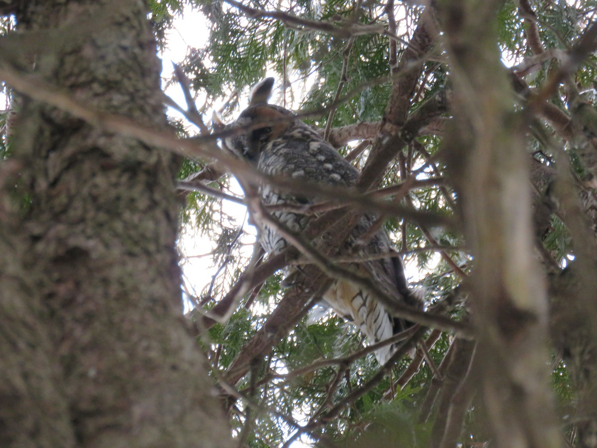 Long-eared Owl - Pete Fenner